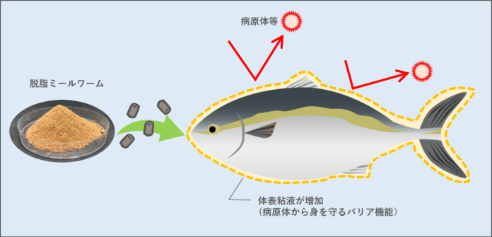 【フィード・ワン】昆虫タンパクで養殖魚の体表粘液の増加を確認し特許出願！養殖魚の生体バリア機能向上に期待のメイン画像