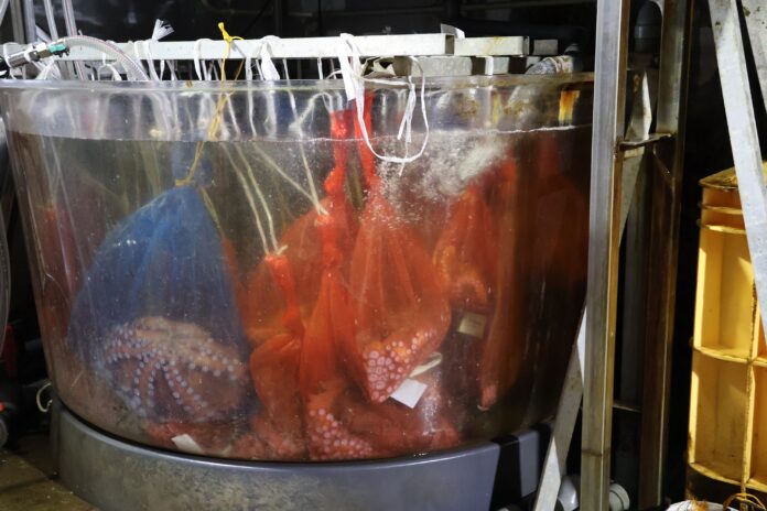 日本発の”水を変える技術” 「ウルトラファインバブル」発生装置　魚のへい死抑制効果の実現へ　苫小牧漁業協同組合の一次保管生簀に導入のメイン画像