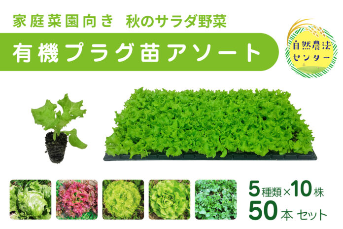 【受注販売】家庭菜園向き「有機プラグ苗アソート」新発売！！ 秋のサラダ野菜5品種×10苗セット（公益財団法人 自然農法センター）のメイン画像