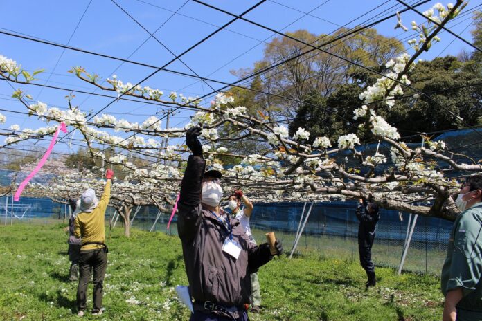 【千葉県市原市】全国から梨の研修生を募集します！のメイン画像