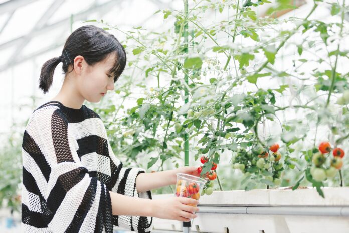 観光農園「SYMBIOSIS FARM by YANMAR」が夏野菜収穫やピザ作りを体験できる夏季営業を開始のメイン画像