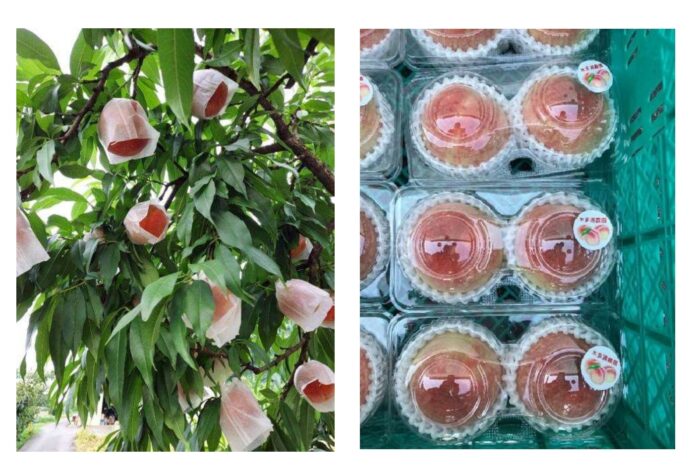 これから旬を迎える桃の価格は上昇傾向が明らかにのメイン画像