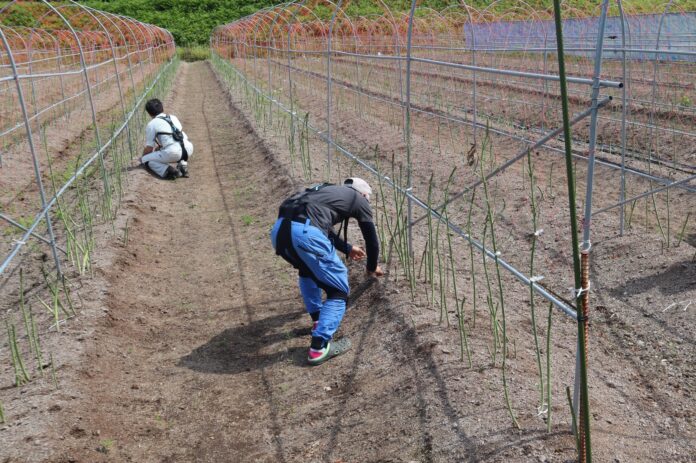 ニラ、アスパラガスの名産地、山形県最上町アシストスーツ40台導入のメイン画像