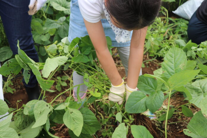 伊勢崎市「みんなの畑」で農業体験　土に触れ育てる喜び　7月13日（土）〔群馬〕のメイン画像