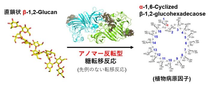 糖質加水分解酵素群の100年を超える研究の歴史の中で初めて見つかった糖転移反応 ～植物に対する病原性因子の環状糖を合成するアノマー反転型糖転移反応の発見～のメイン画像