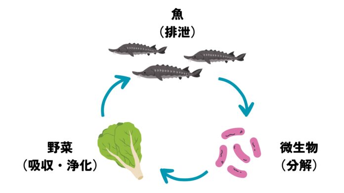 ガスパルがアクアポニックスで栽培した野菜の試行販売を開始のメイン画像