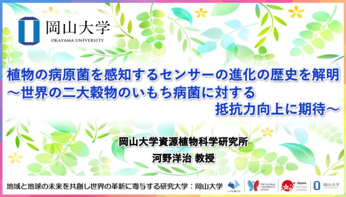 【岡山大学】植物の病原菌を感知するセンサーの進化の歴史を解明～世界の二大穀物のいもち病菌に対する抵抗力向上に期待のメイン画像