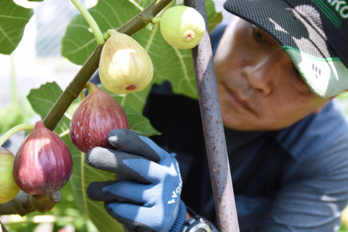 「朝採り・完熟」 兵庫県川西市でいちじくの収穫始まる！ / 兵庫県川西市のメイン画像