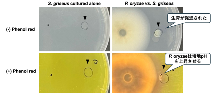 イネいもち病菌はポリアミンの産生を通じて放線菌の増殖を促進する ～生物間相互作用を利用した新たな防除法開発に期待～のメイン画像