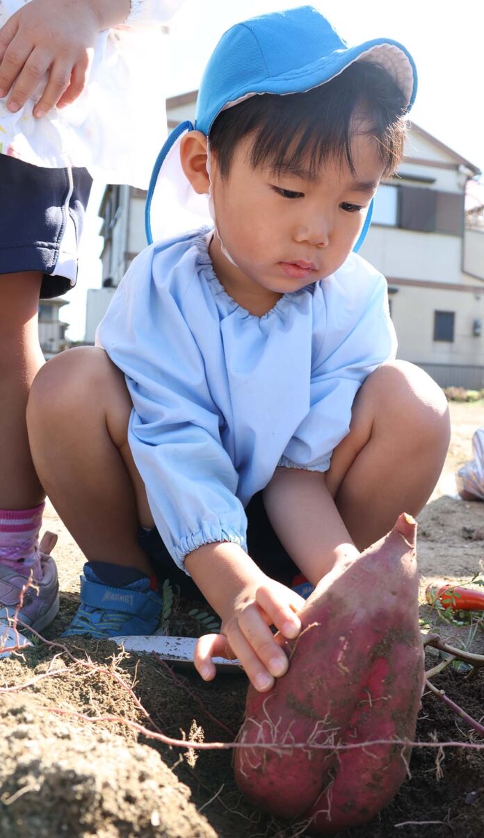 食欲の秋 高槻市の園児がサツマイモ掘り体験のメイン画像