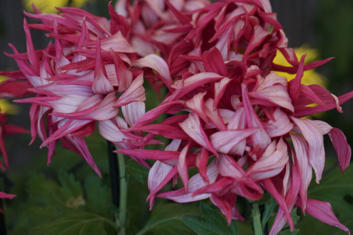 花弁の裏を見せて巻き上がり踊るように咲く「お苗菊」　江戸時代から続く菊づくり-菊花展-のメイン画像