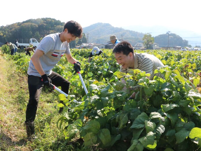 農業の人手不足に一手、10月15日、丹波篠山黒枝豆の収穫作業を、ANAグループボランティア、55名らとともにのメイン画像