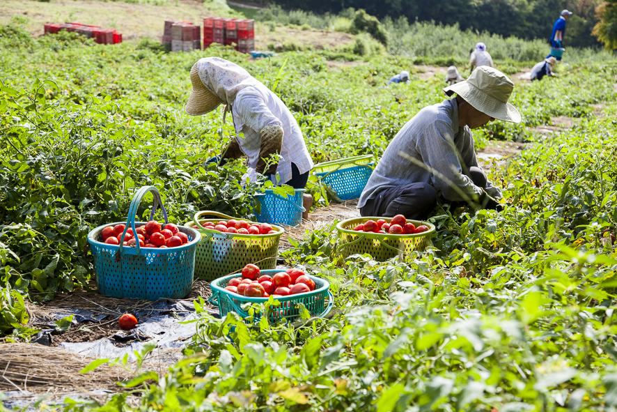 長野県産の加工用トマト生産を持続可能にする取組み「計画的労働参加30周年記念集会」開催のサブ画像2