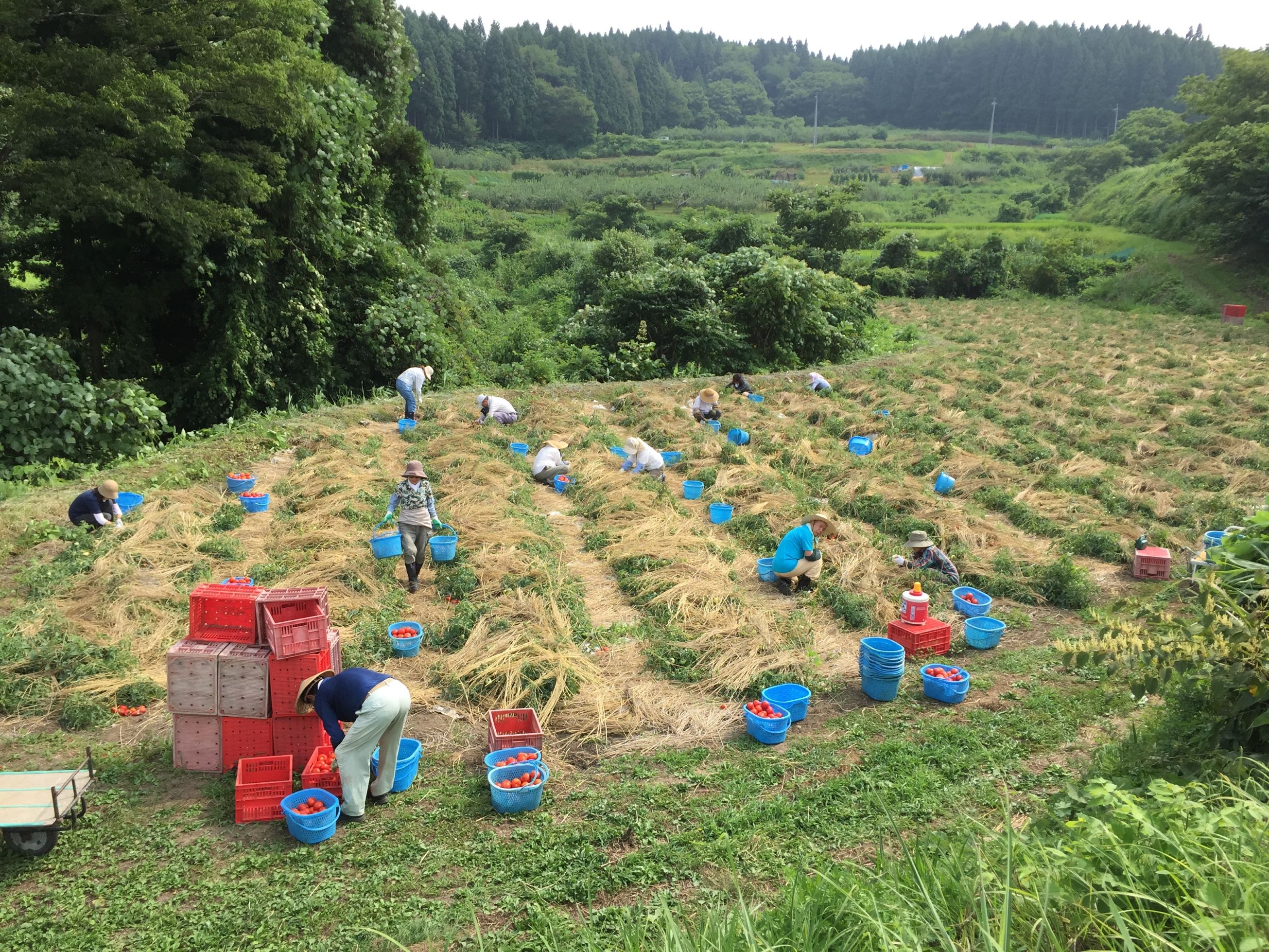 長野県産の加工用トマト生産を持続可能にする取組み「計画的労働参加30周年記念集会」開催のサブ画像6