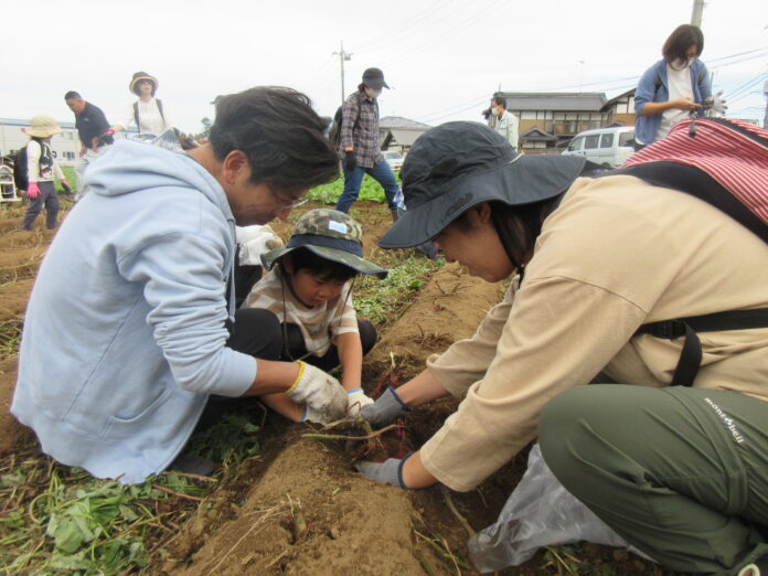 実りの秋　つくば市でさつまいもと原木しいたけの収穫体験　10月12日（土）〔茨城 栃木〕のメイン画像