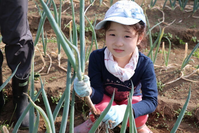 焼いて味わう採れたてねぎ　伊勢崎市「みんなの畑」で農業体験　11月9日（土）〔群馬〕のメイン画像