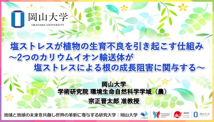 【岡山大学】塩ストレスが植物の生育不良を引き起こす仕組み －2つのカリウムイオン輸送体が塩ストレスによる根の成長阻害に関与する－のメイン画像