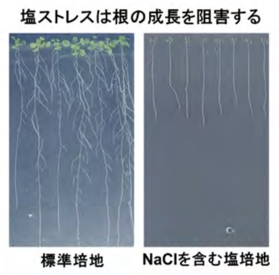 【岡山大学】塩ストレスが植物の生育不良を引き起こす仕組み －2つのカリウムイオン輸送体が塩ストレスによる根の成長阻害に関与する－のサブ画像2