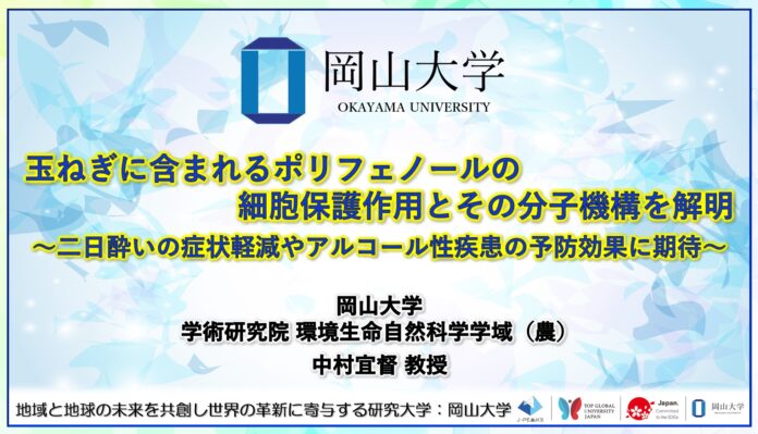 【岡山大学】玉ねぎに含まれるポリフェノールの細胞保護作用とその分子機構を解明〜二日酔いの症状軽減やアルコール性疾患の予防効果に期待〜のメイン画像