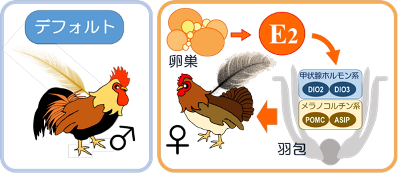 【岡山大学】若冲が極彩色に描いた鶏の羽の性差：その謎を科学が解明 ～エストロゲンがメスの羽を形作る仕組み～のサブ画像2_ニワトリの鞍羽の性差形成モデル