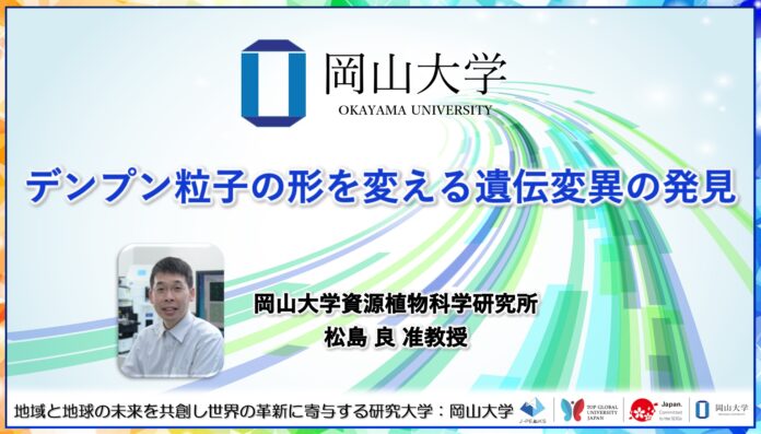 【岡山大学】デンプン粒子の形を変える遺伝変異の発見のメイン画像