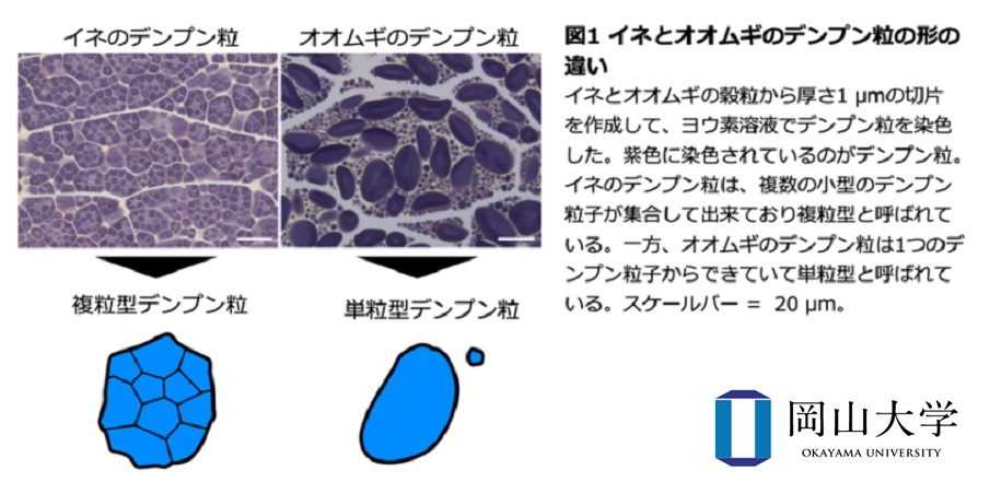 【岡山大学】デンプン粒子の形を変える遺伝変異の発見のサブ画像2