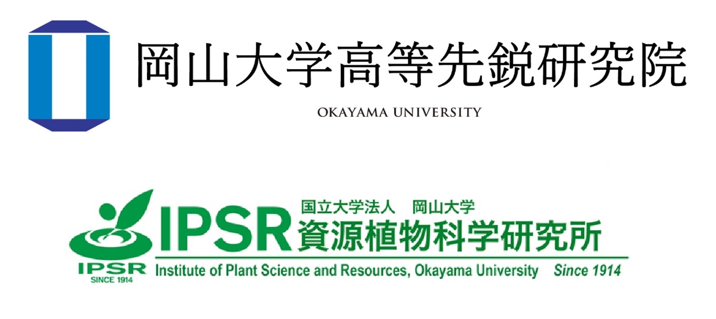 【岡山大学】デンプン粒子の形を変える遺伝変異の発見のサブ画像4