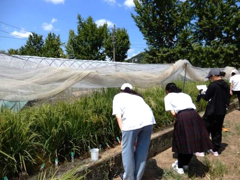 【岡山大学】令和6年度岡山大学農学部公開講座「世界のイネを比べてみよう」を開催しましたのサブ画像4