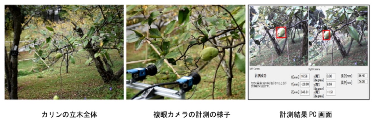 【岡山大学】果物・野菜収穫用AI空間センサーの屋外実証実験に成功－立木に実っている果実の位置／寸法計測－のサブ画像2