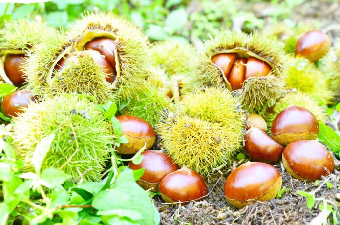 秋の味覚「北摂栗」の収穫 始まる / 兵庫県川西市のメイン画像