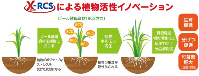 ビール酵母細胞壁由来の農業資材の“植物活性メカニズム”解明へのメイン画像