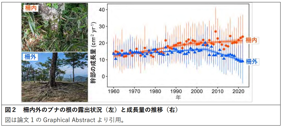 防鹿柵の設置はブナの成長低下と土壌微生物の多様性低下を防ぐ～シカの過採食による森林衰退を止める有効な手立てとして期待～〔九州大学, 宮崎大学, 岡山大学〕のサブ画像3