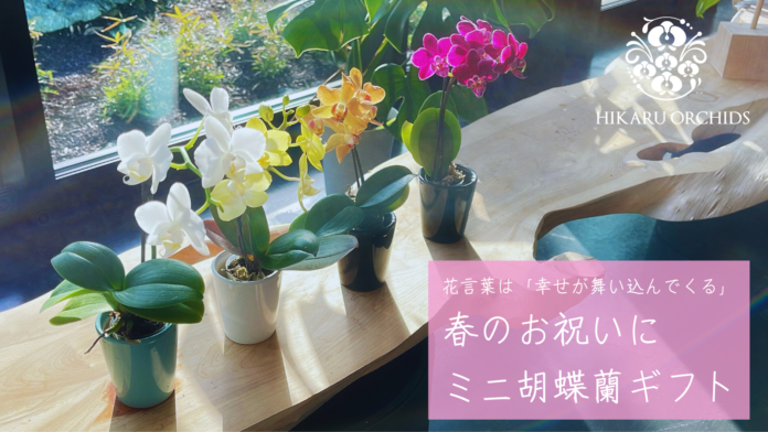 花言葉は「幸せが舞い込んでくる」春のお祝いに最適なミニ胡蝶蘭ギフトが登場！のメイン画像