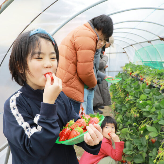 池田屋×海清農園の異業種コラボ『みんな大好き！いちごの栽培＆収穫ワークショップ』大好評をいただきながら全4回が終了のメイン画像