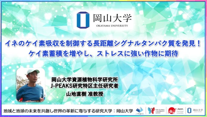 【岡山大学】イネのケイ素吸収を制御する長距離シグナルタンパク質を発見！ケイ素蓄積を増やし、ストレスに強い作物に期待のメイン画像