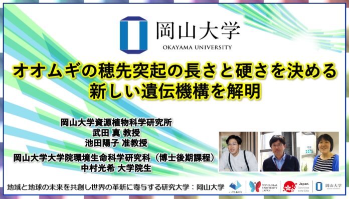 【岡山大学】オオムギの穂先突起の長さと硬さを決める新しい遺伝機構を解明のメイン画像