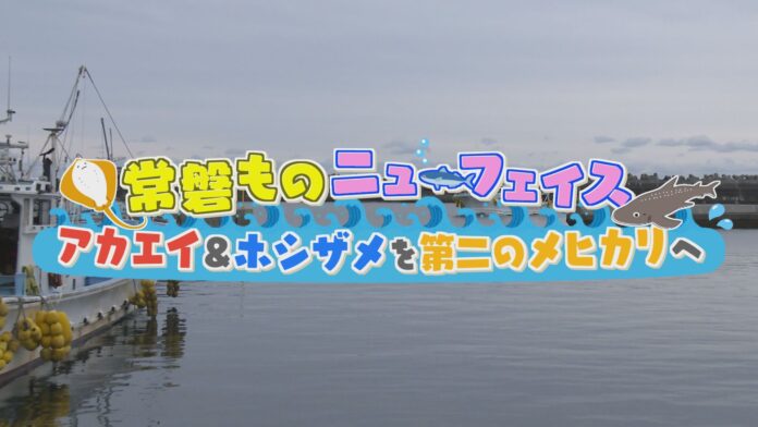 1/26㈰ BS-TBSで「常磐ものニューフェイス　アカエイ＆ホシザメを第二のメヒカリへ」放送！のメイン画像