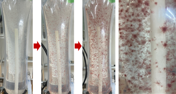 アルヌール、100%人工海水でカギケノリの培養に成功のメイン画像