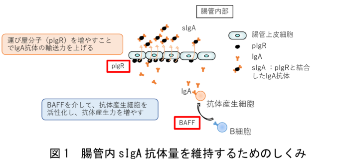 農研機構・日清製粉グループ本社　小麦ブランの成分に免疫に働きかける新たな機能を発見のメイン画像