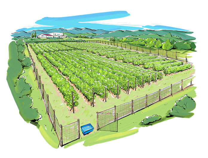 日本ワインブドウ栽培協会（JVA）が、クラウドファンディングを開始！　「日本ワインの未来を救え！　世界基準の「ワイン苗木」の原木園を設立へ」—— 高品質で多種なワインブドウを育てる苗木の基盤づくりへ。のメイン画像