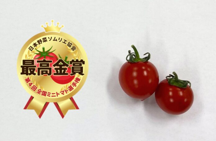 ≪第4回全国ミニトマト選手権≫２年連続！！長野県「クラシックトマト『ショパン』／SKファーム」が最高金賞を受賞！クラシック音楽を聞いて育ったミニトマトが今年のＮＯ.1に！のメイン画像