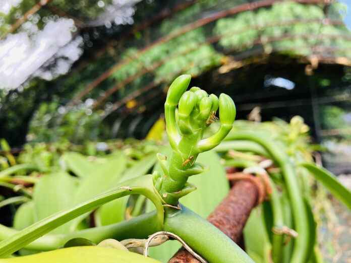 奄美初となるバニラの花芽を確認。開花間近—本格国産バニラ生産への第一歩のメイン画像