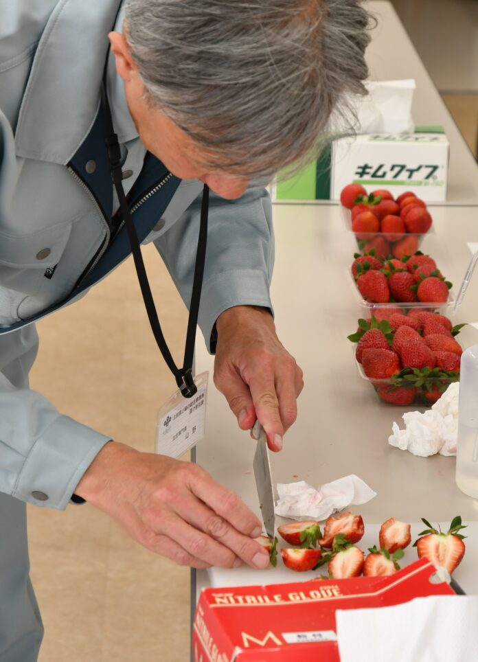 収穫の最盛期を迎えた露地イチゴの品評会を高槻市で開催のメイン画像