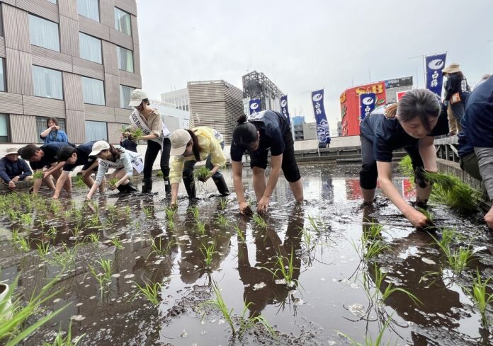 東京・銀座屋上の田んぼ「白鶴銀座天空農園」で自社開発酒米「白鶴錦」の田植えが無事終了！～日本酒文化の発信と屋上緑化、食育の取り組み～のメイン画像