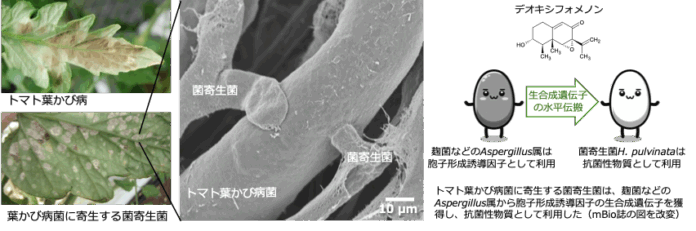 【摂南大学】トマトの病原菌を食べる菌を発見のメイン画像