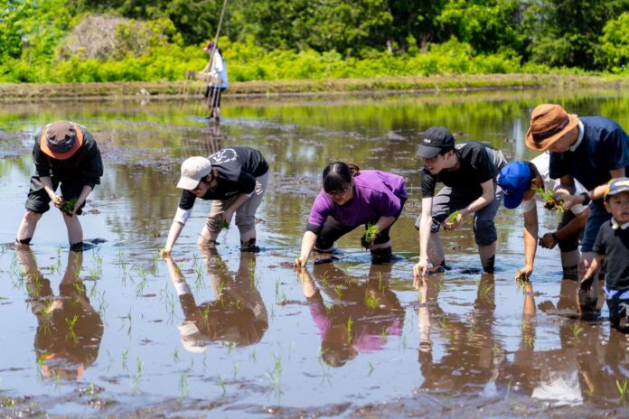 コメ不足の今だからこそ体験してほしい!!「親子でお米の田植え体験イベント」を5月25日に開催のメイン画像