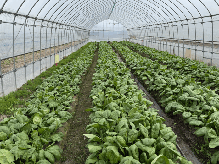 LIFULL Agri Loop、鉄触媒を活用した農業活性化プロジェクトで成果のメイン画像