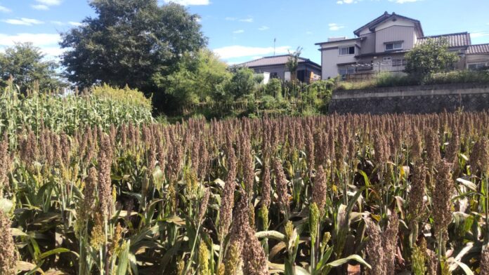 レトロな温泉銭湯 玉川温泉は、ときがわ町の遊休耕作地の解消と町の活性化を目的とした「ソルガム種まき体験＆移住相談会」を開催しますのメイン画像