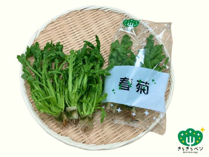 きらきらベジ新商品発売のお知らせ「春菊・水菜」～安心・安全、そして一年中おいしい～のメイン画像