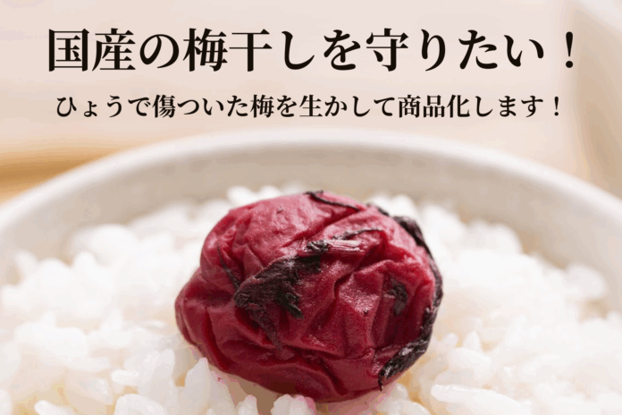 【歴史的雹被害】梅ボーイズのクラウドファンディングを5月10日に開始。雹で傷ついた梅を活かし、日本の梅文化を継承のメイン画像